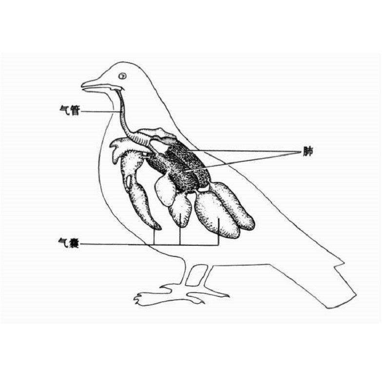 鴿子吸肺機